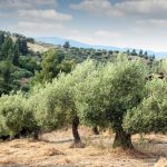 Portugal’s Olive Oil Treasures: Exploring the Unique Flavors of Its Regions