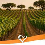 The Alentejo Wine Region – The Heart of Portuguese Winemaking