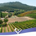 The Dão Wine Region – The Elegance of Portuguese Wines